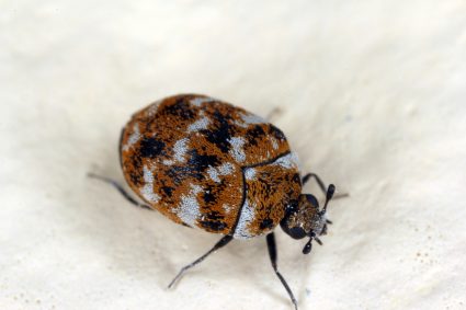 What Essential Oils Do Carpet Beetles Hate?