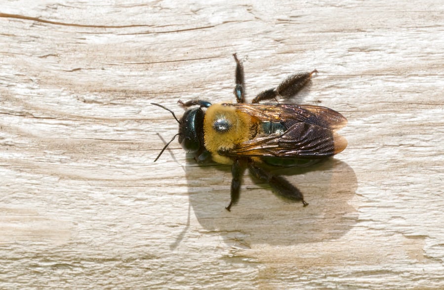 What Flowers Keep Carpenter Bees Away