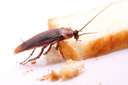 What Food Attracts Roaches