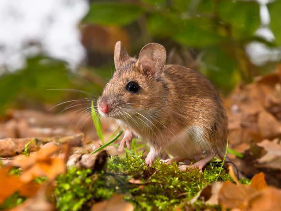 What Herbs Repel Mice