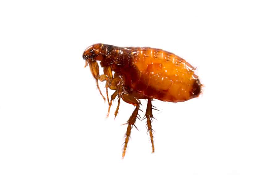 What Is The Difference Between Fleas And Fruit Flies? (Fleas)