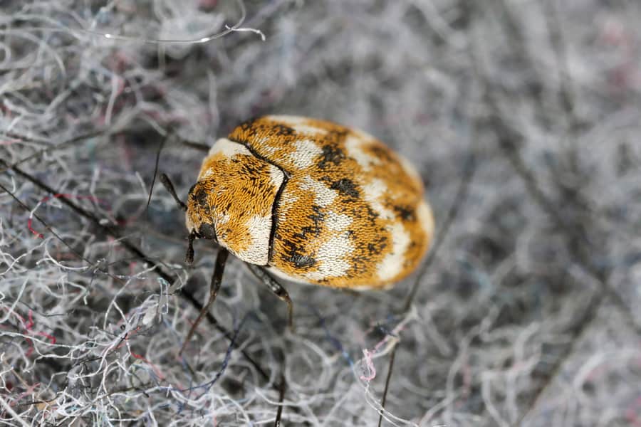 What Repels Carpet Beetles