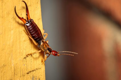 What Scent Do Earwigs Hate?