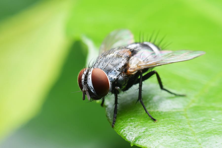 What Smell Do Flies Hate?