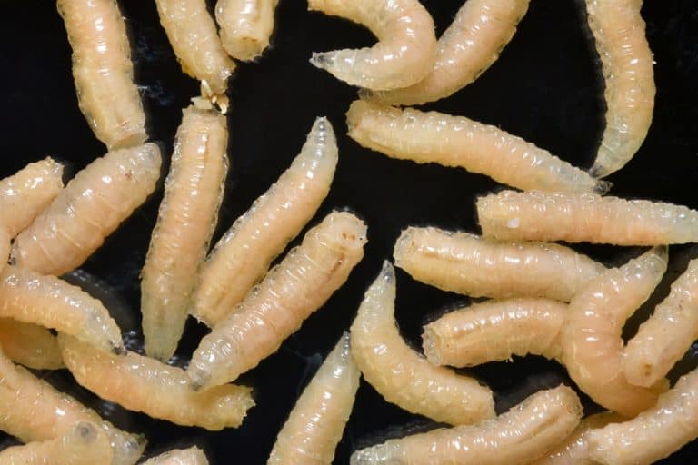 What Smell Do Maggots Hate? BeatPests