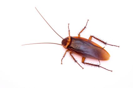 What Smell Kills Roaches?