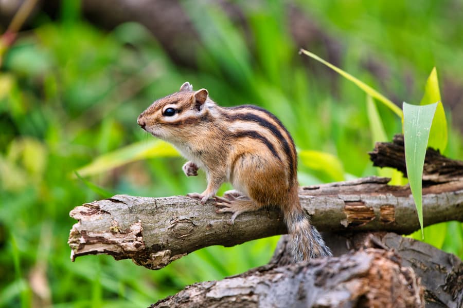 What Smells Do Chipmunks Hate?