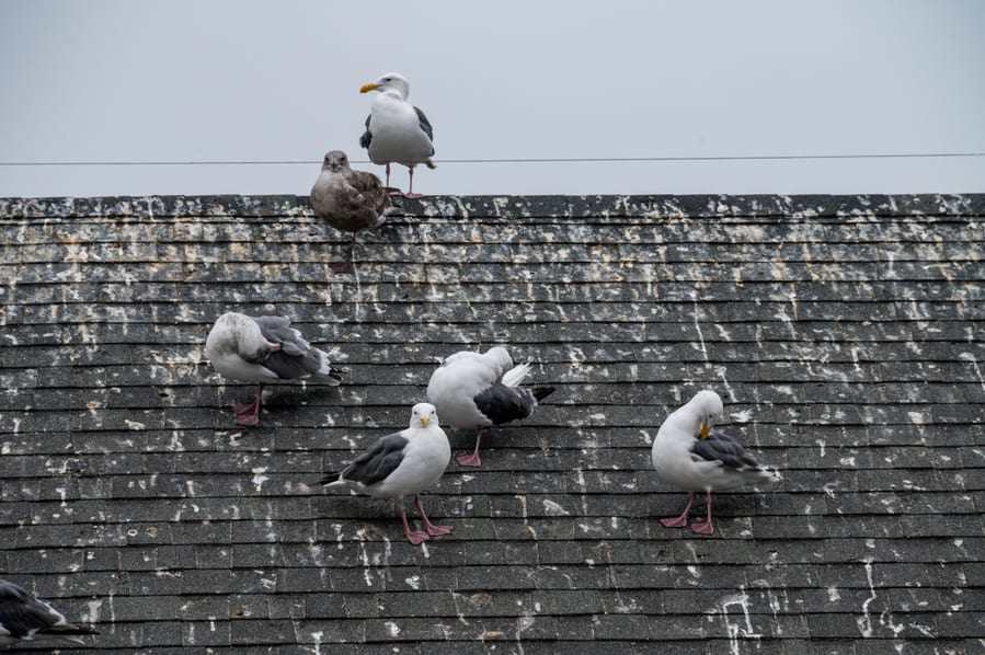 What Smells Will Keep Birds Away?