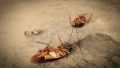 What To Do With Dead Roaches