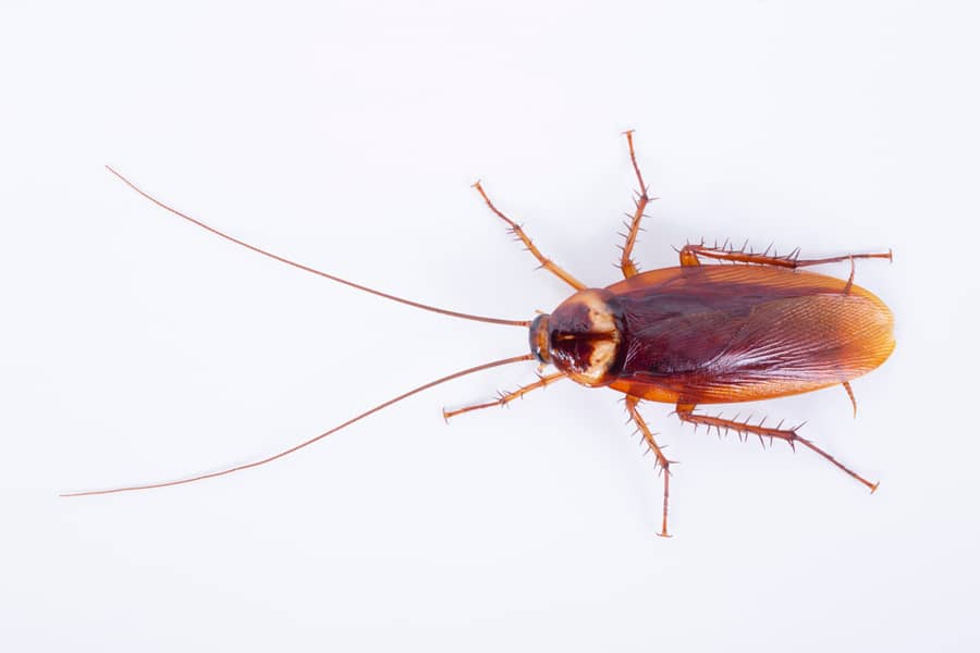 What To Expect After An Exterminator Sprays For Roaches
