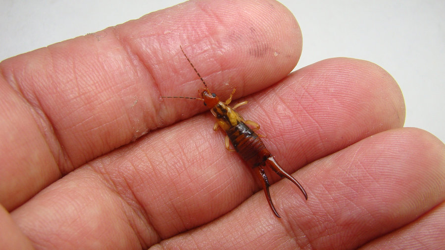 When Should I Consider Removing Earwigs?