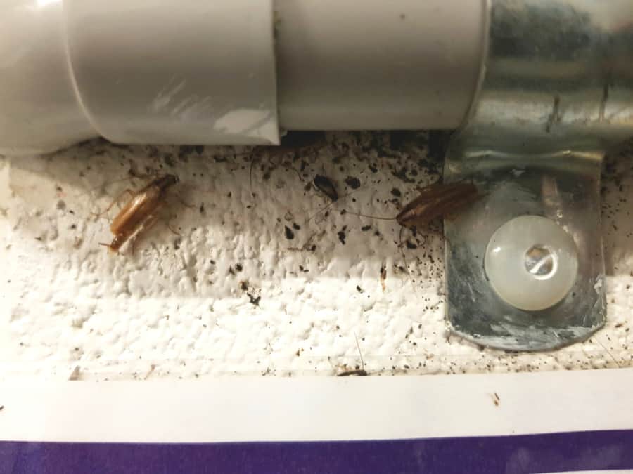 Where To Find Roach Eggs?