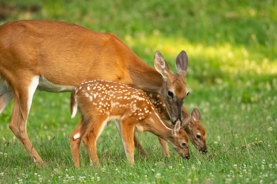 Which Deer Repellent Works Best?