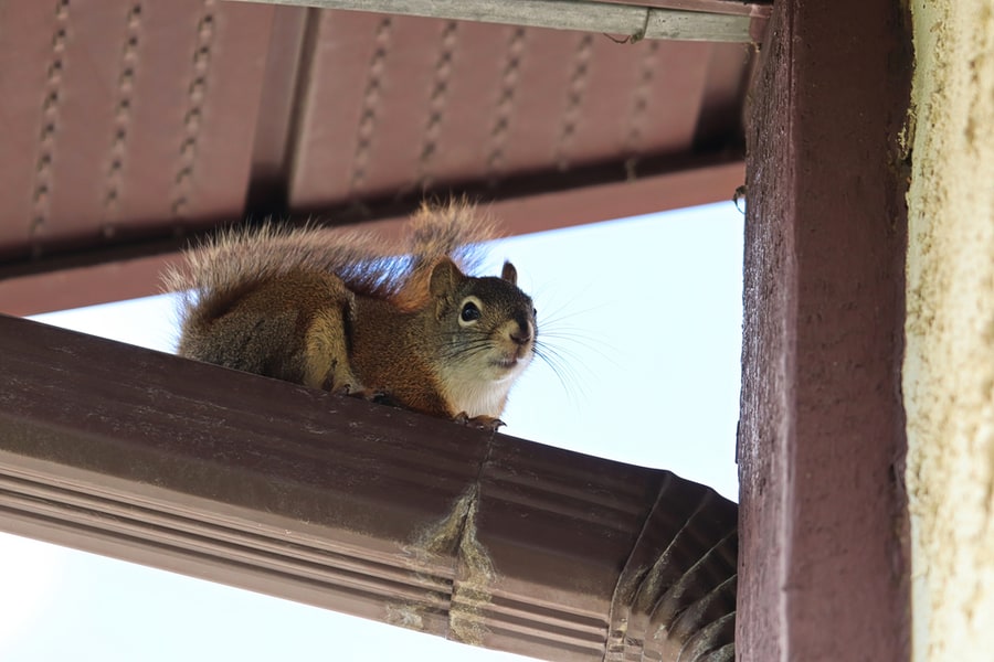 Why Animals Love Living In Crawl Spaces