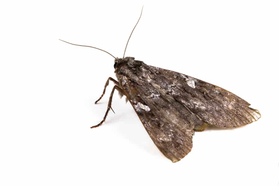 Why Are Moths Attracted To Your Garage?