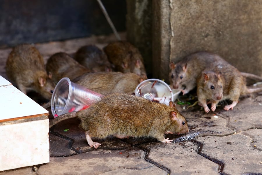 Why Are Rats Attracted To Garbage?