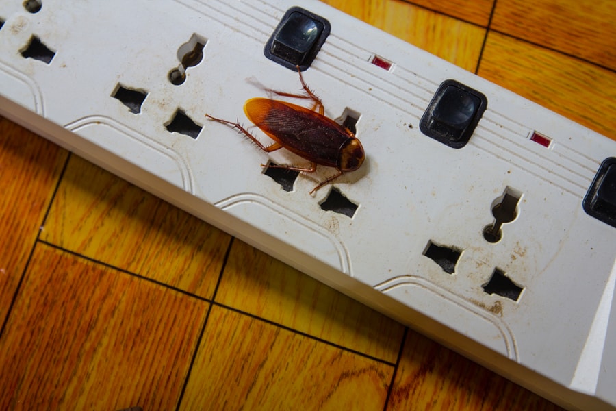 Why Are There Roaches In The Electrical Outlets?