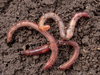 Why Do Earthworms Come Out At Night?
