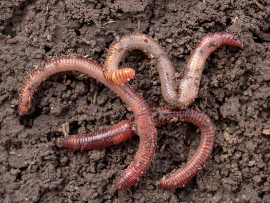 Why Do Earthworms Come Out At Night?