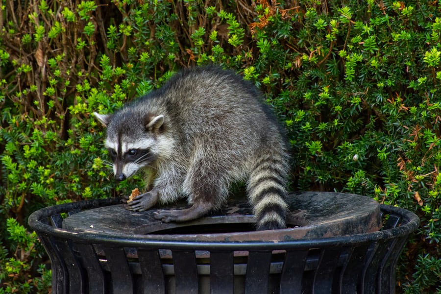 Why Do Racoons Eat Trash?