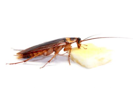 Why Do Roaches Hate Light?