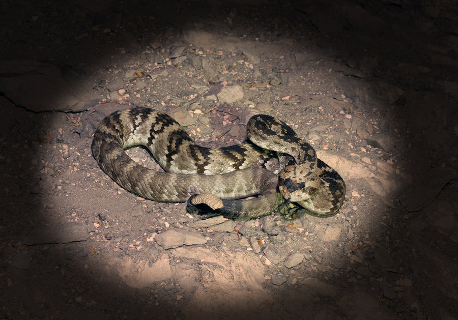 Why Do Snakes Come Out At Night?