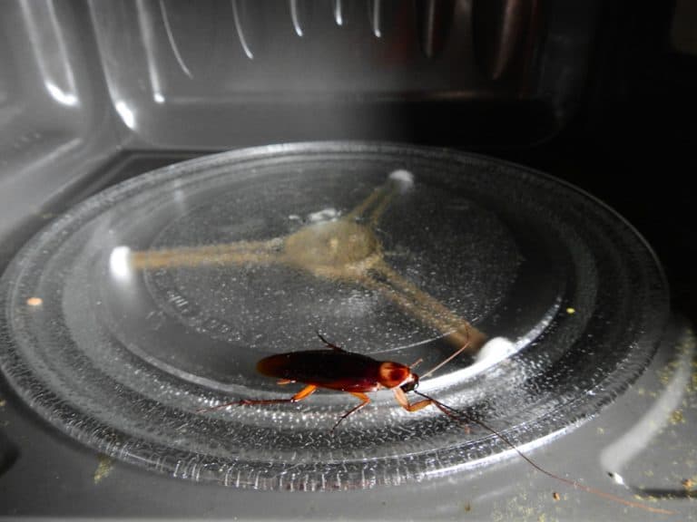 Why Don’t Roaches Die in the Microwave? | BeatPests