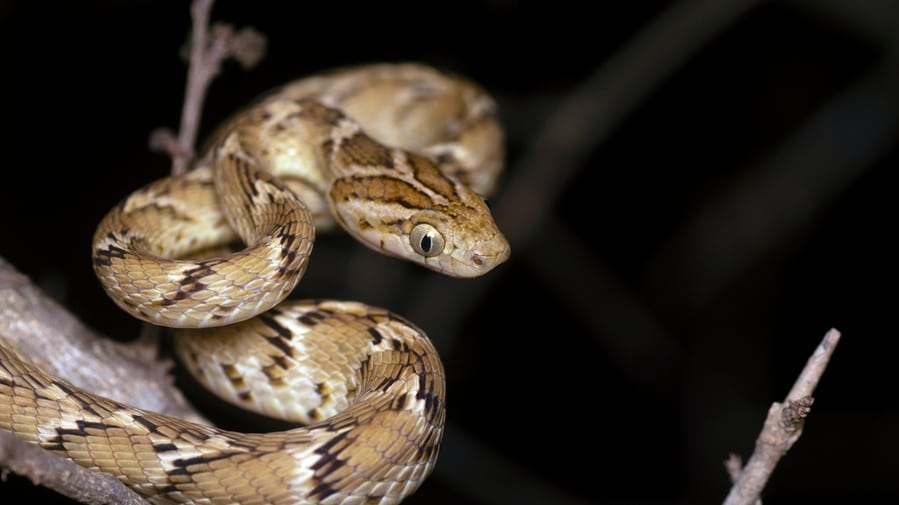 Why Snakes Come Out At Night