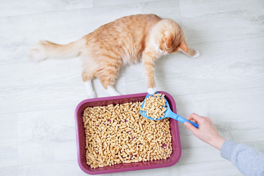 Wood Shavings For Cat Litter Close-Up.