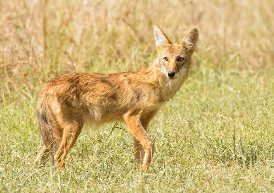 Young Coyote Standing In Grass