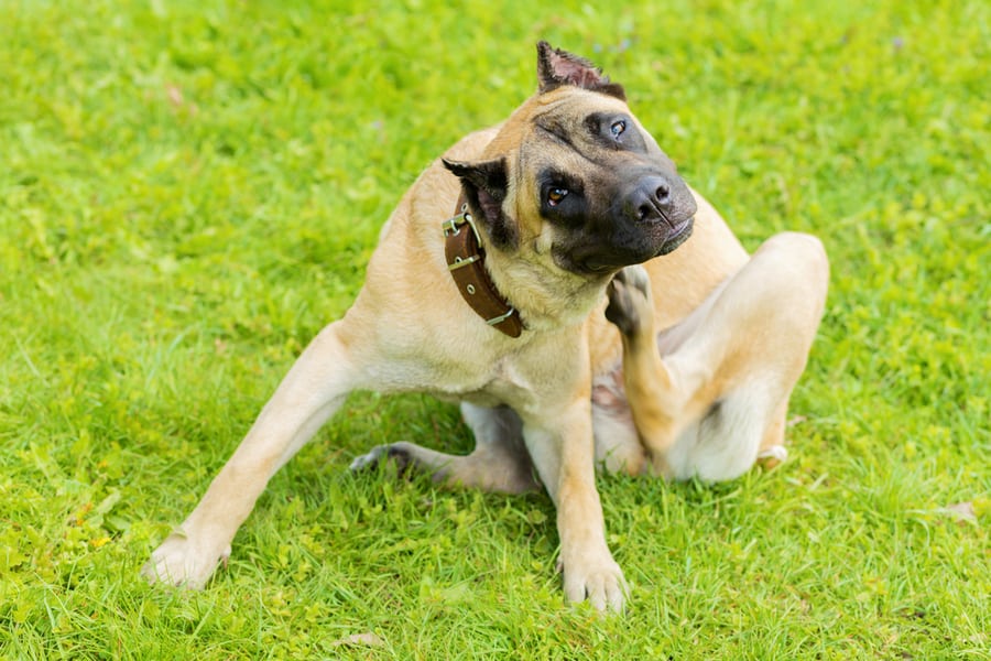 Young Dog Itching Scratching Himself And Biting Fleas