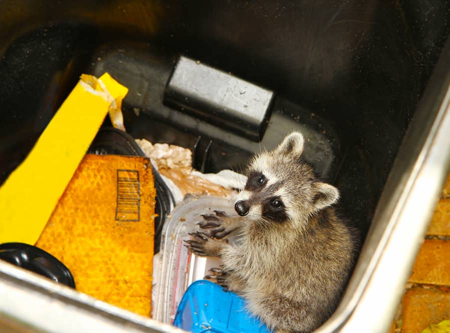 Young Raccoon Stuck In A Garbage Container Looking For Food