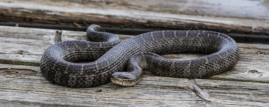 A Northern Water Snake On A Dock.