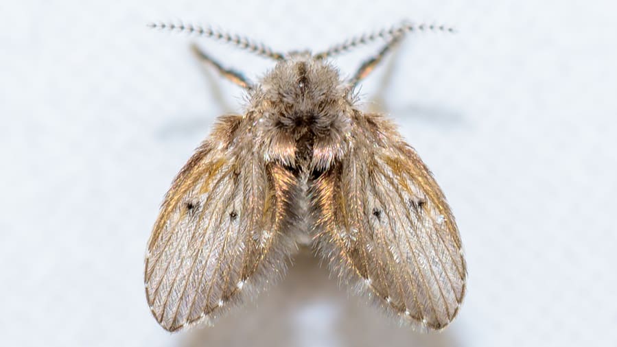 A Tiny Drain Fly