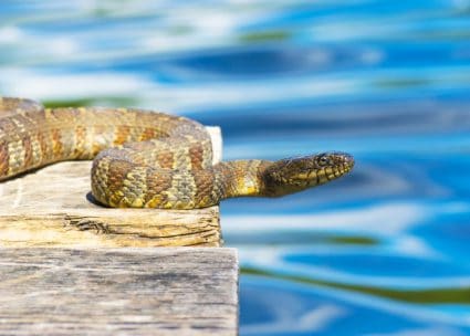 A Watersnake Resting On A Dock Near The Water