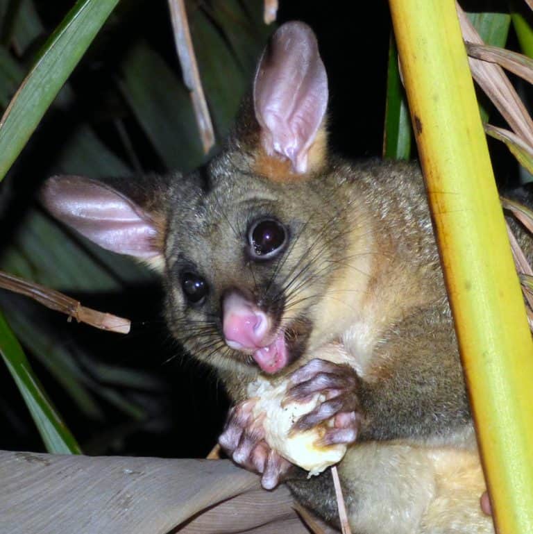 Where Do Possums Go During the Day? BeatPests