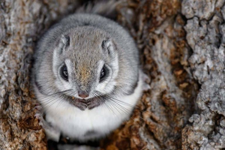 Where Do Possums Go During the Day? BeatPests