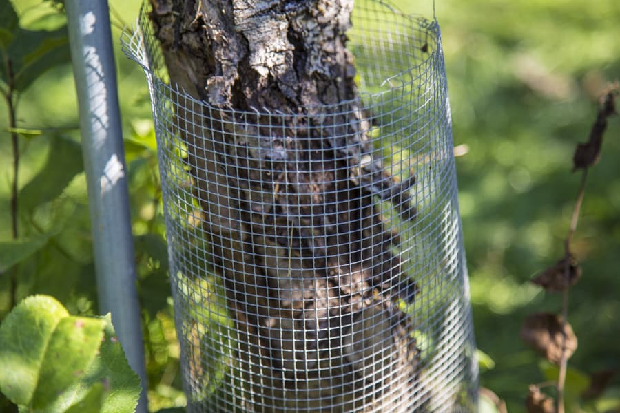 Build Tree Guards