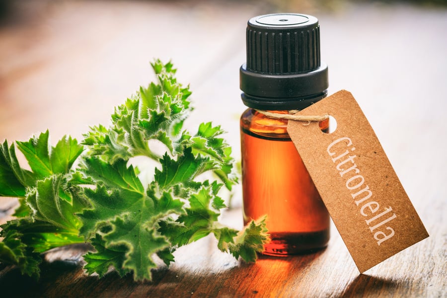 Citronella Essential Oil And Fresh Leaves On Wooden Background