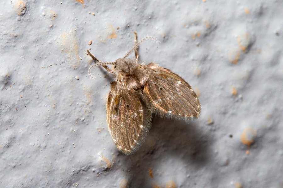 Clogmia Albipunctata Posed On A Wall