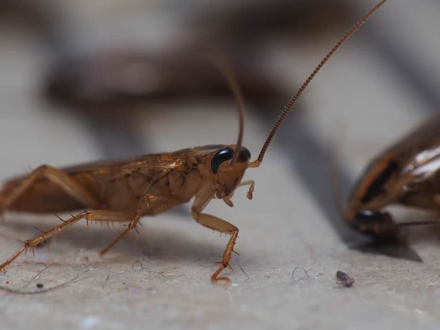 Close Up Shot Of Cockroach That Trapped On A Sticky Trap