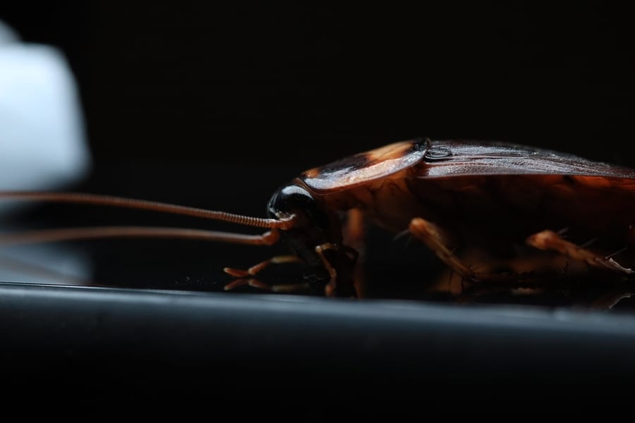 Cockroach In Close