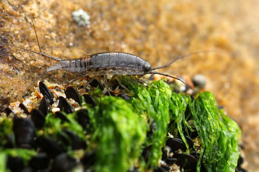 Cockroaches Algae