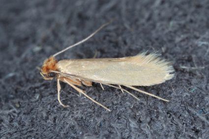 Common Clothes Moth Pest Of Clothing In Homes