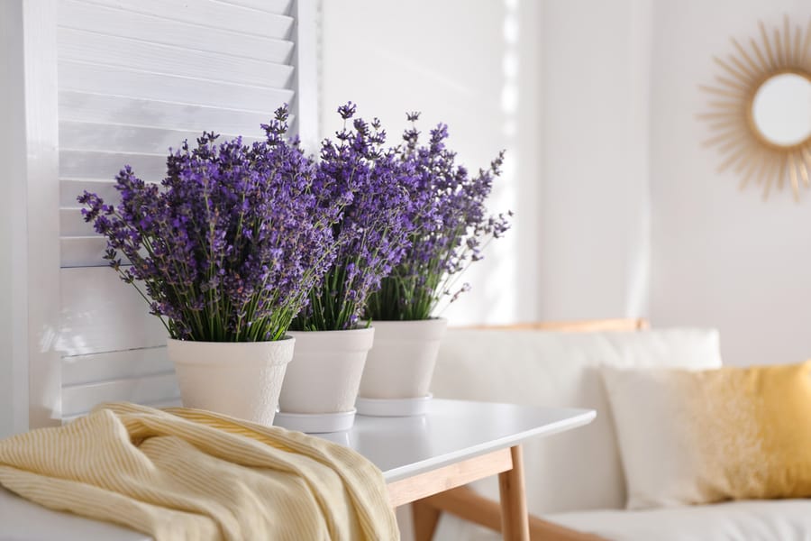 Cultivate Pest-Repelling Herbs Cultivate Pest-Repelling Herbs