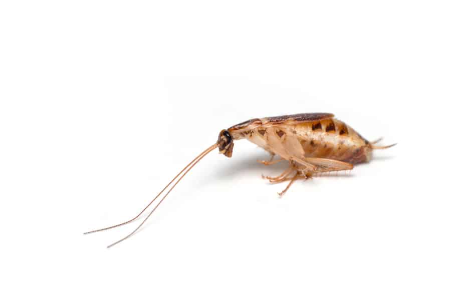 Death Brown Banded Cockroach Isolated On White Floor