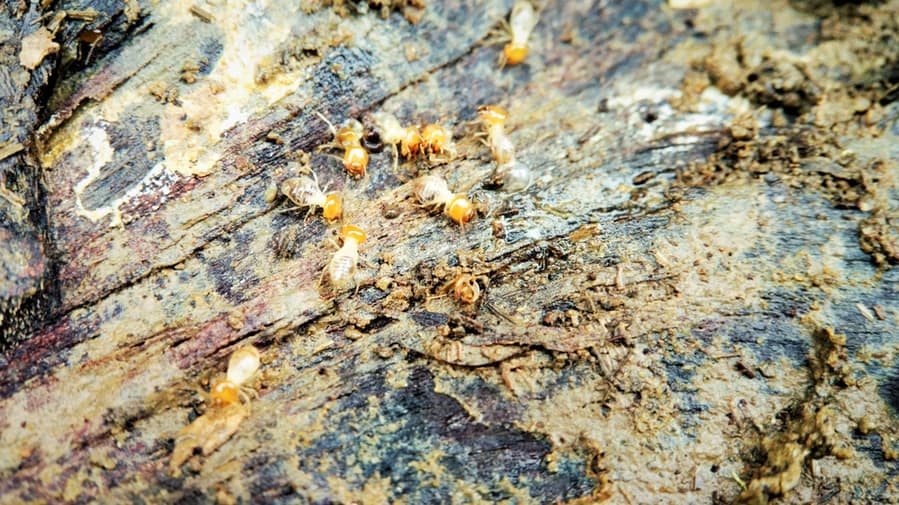 Drywood Termite
