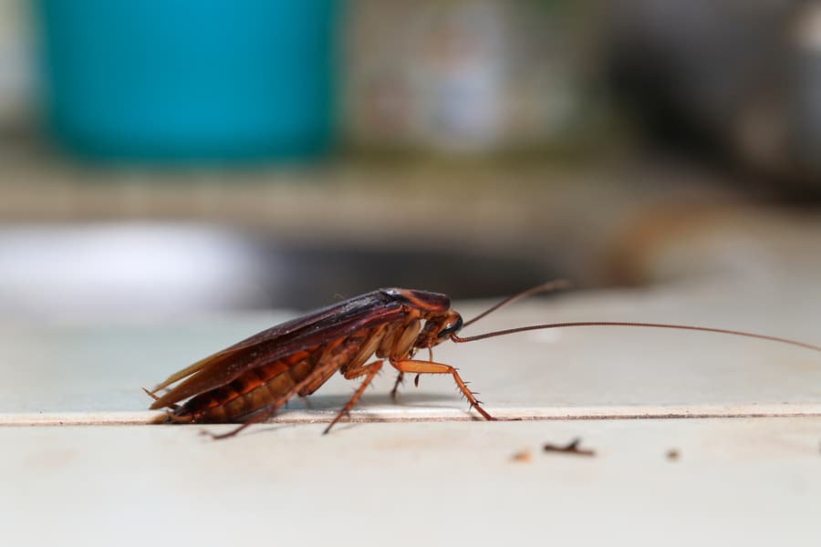 Dying Cockroach Blattodea Crawling Around The Kitchen