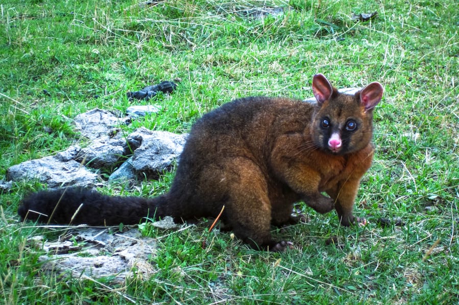 Factors That Determine Where A Possum Will Spend Its Days