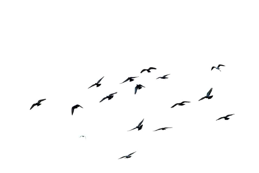 Flock Of Birds Flying